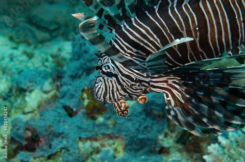 A picture of a common lionfish