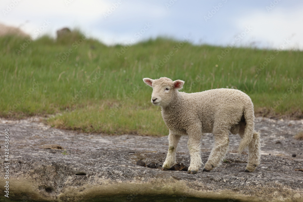Romneyschaf / Romney sheep / Ovis. Romneyschaf / Romney sheep / Ovis.