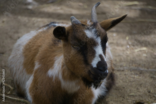 small ram in a natural park and animal reserve, located in the Sierra de Aitana, Alicante, Spain