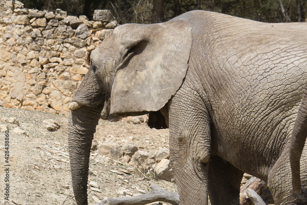 African elephant portrait in a natural park and animal reserve, located in the Sierra de Aitana, Alicante, Spain African elephant portrait in a natural park and animal reserve, located in the Sierra de Aitana, Alicante, Spain