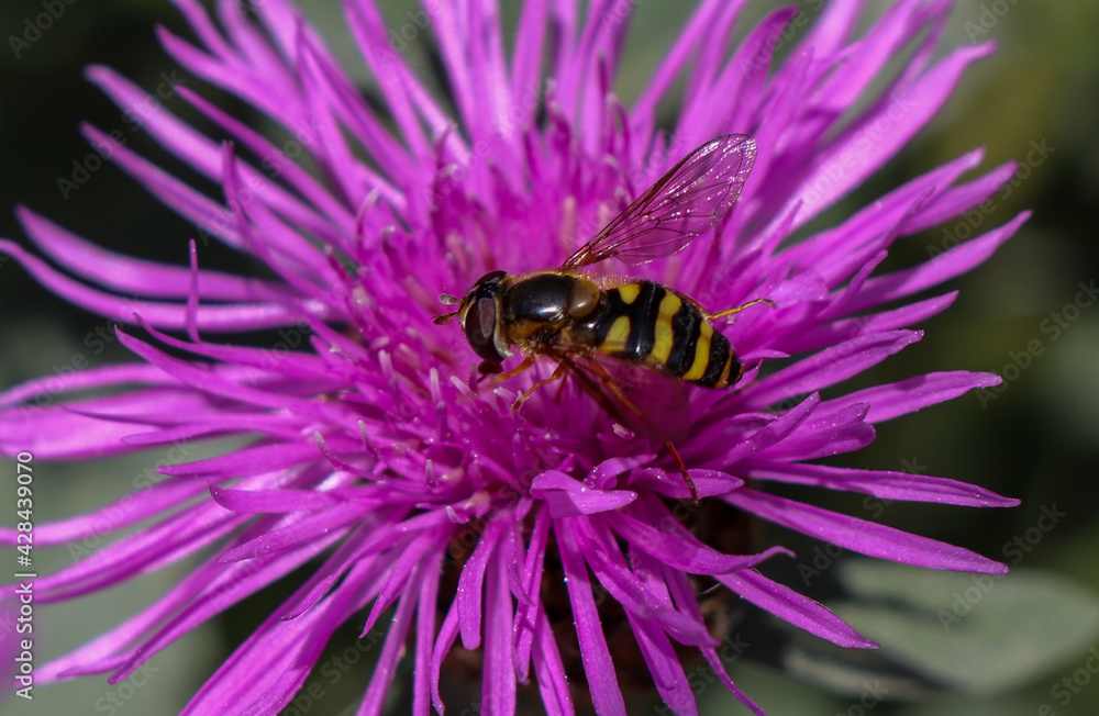 bee on a pink flower