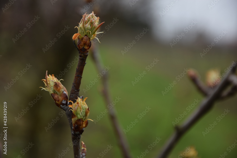 Pear spring buds, pear phenophases Pear spring buds, pear phenophases