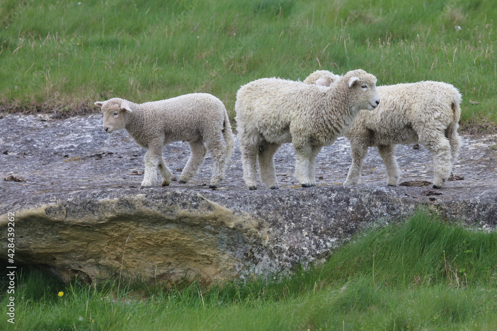 Romneyschaf / Romney sheep / Ovis.