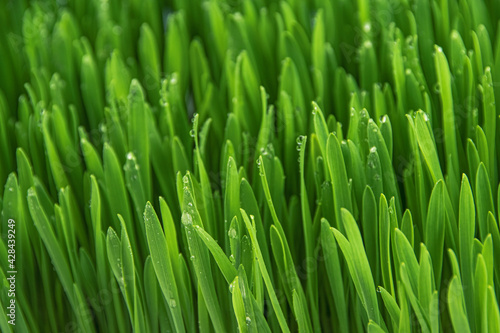 Green grass. Lawn with dew drops as background