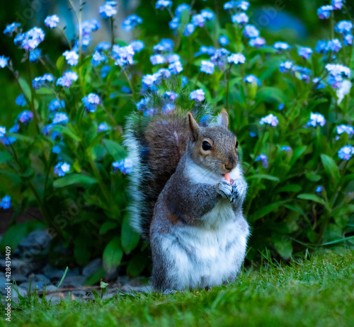 Grey Squirrel eating suet pellet against Flowers