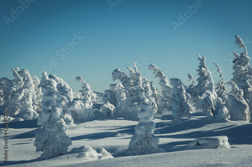 Snow trees in winter forest. Branches of fir are completely covered with ice like figures. Blue sky and frosty weather in valley