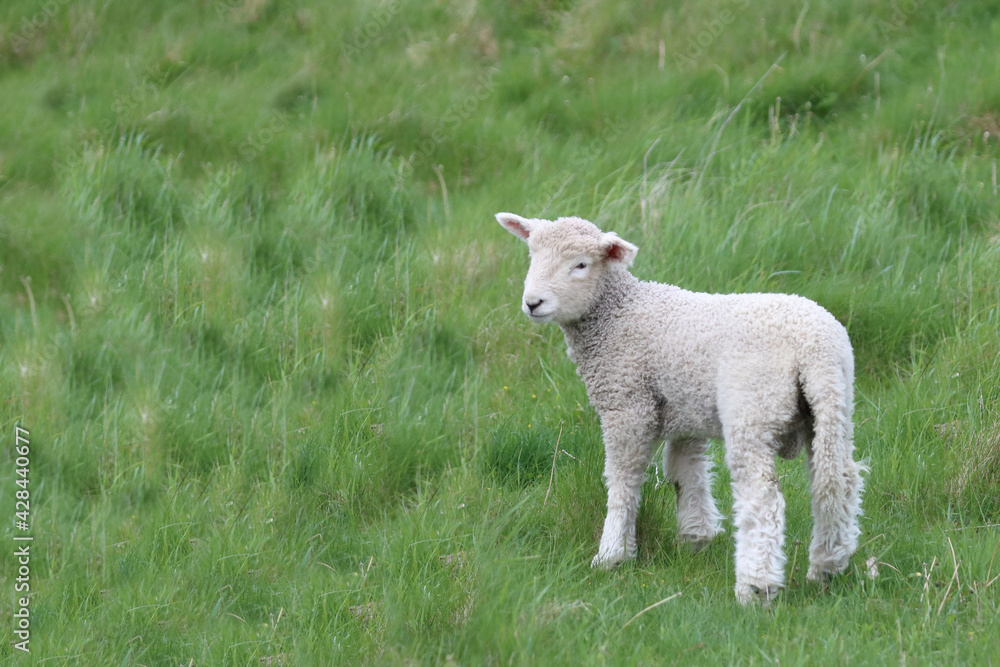 Romneyschaf / Romney sheep / Ovis. Romneyschaf / Romney sheep / Ovis.