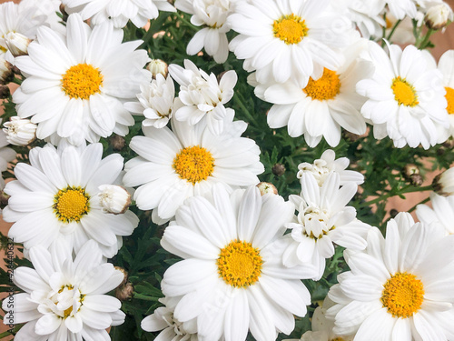 spring background with blooming daisy flowers at garden