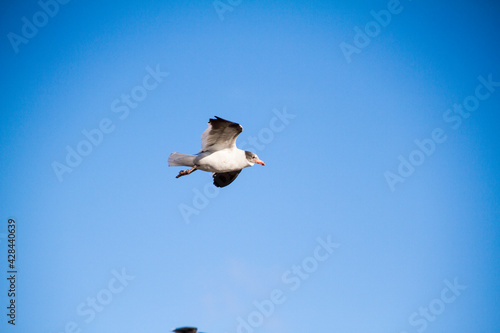 Sea bird flying in the blue sky