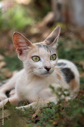 cat on the grass