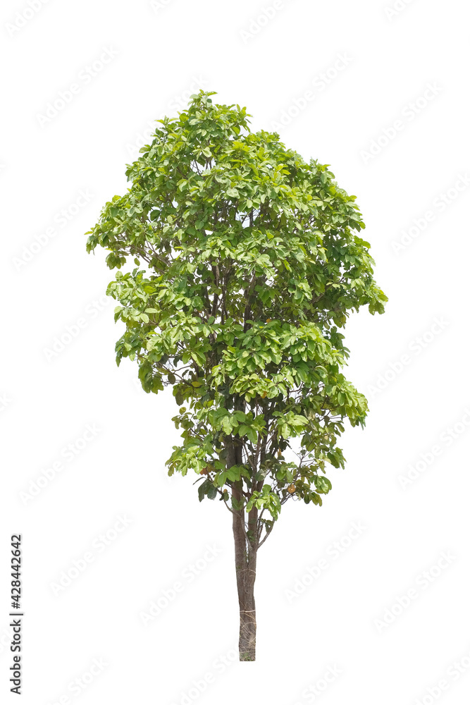 Fototapeta premium tree isolated on white background