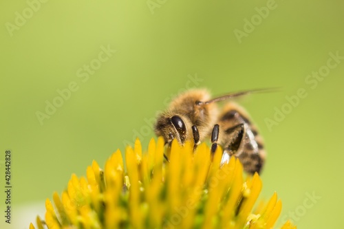 Beautiful honey bee closeup on flower gather nectar and pollen. Animal sitting for pollination. Important insect for environment ecology ecosystem. Awareness of nature climate change sustainability
