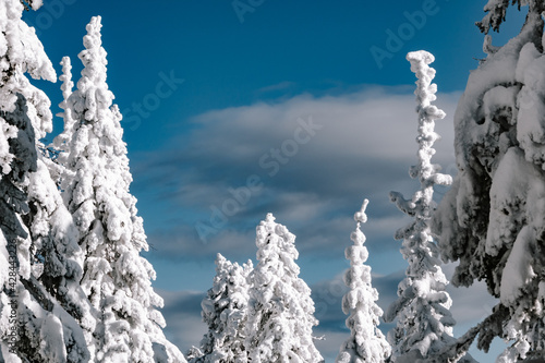 Pine trees covered with snow on frosty day. Beautiful winter panorama