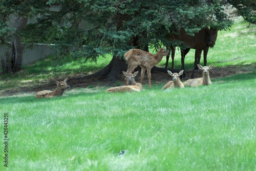 Baby elk nursery