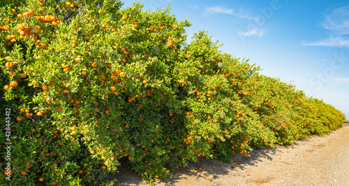Mandarins grove in California. Trees with ripe fruits in a row, harvest season