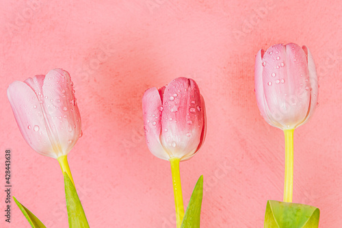 Fototapeta Naklejka Na Ścianę i Meble -  Pink tulips on red wall background. Water drops on petals, fresh green leaves. Holiday greeting, romantic gift