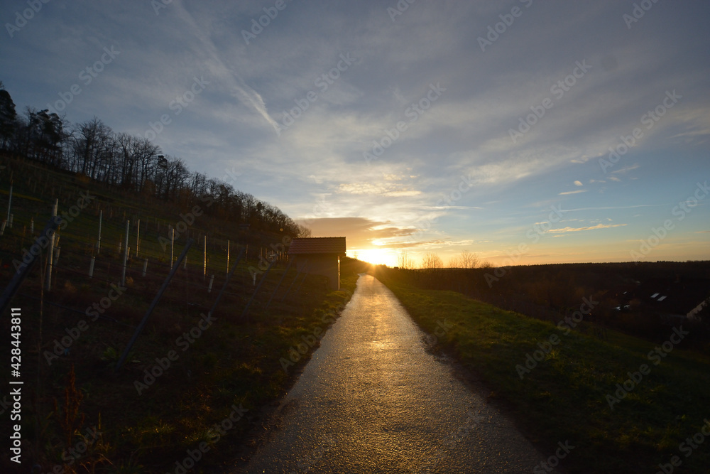 Sunrise in the vinyards in South of Germany, Freudental