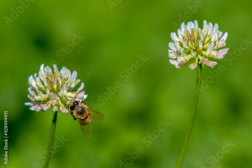 Bees and clover  © Sarah
