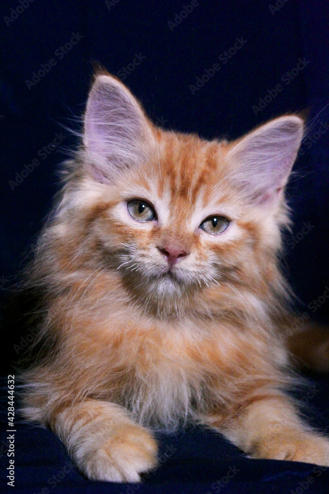 Fototapeta premium Orange Ginger Persian Kitten