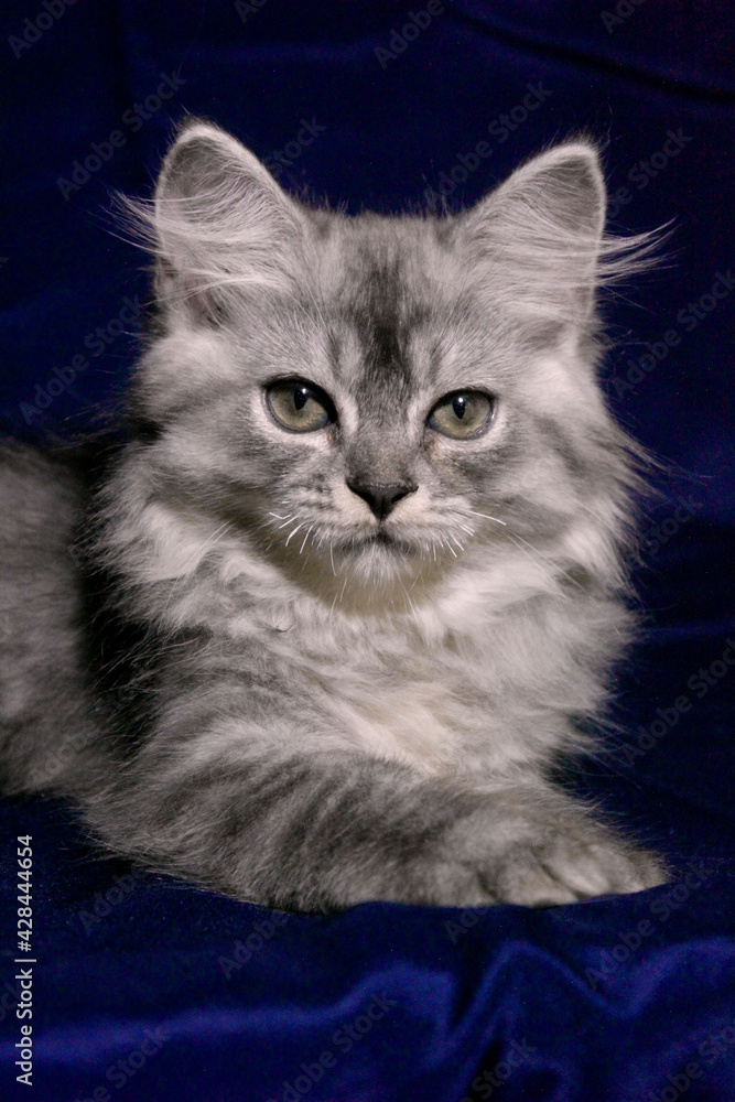 Obraz premium Gray Tabby Persian Kitten
