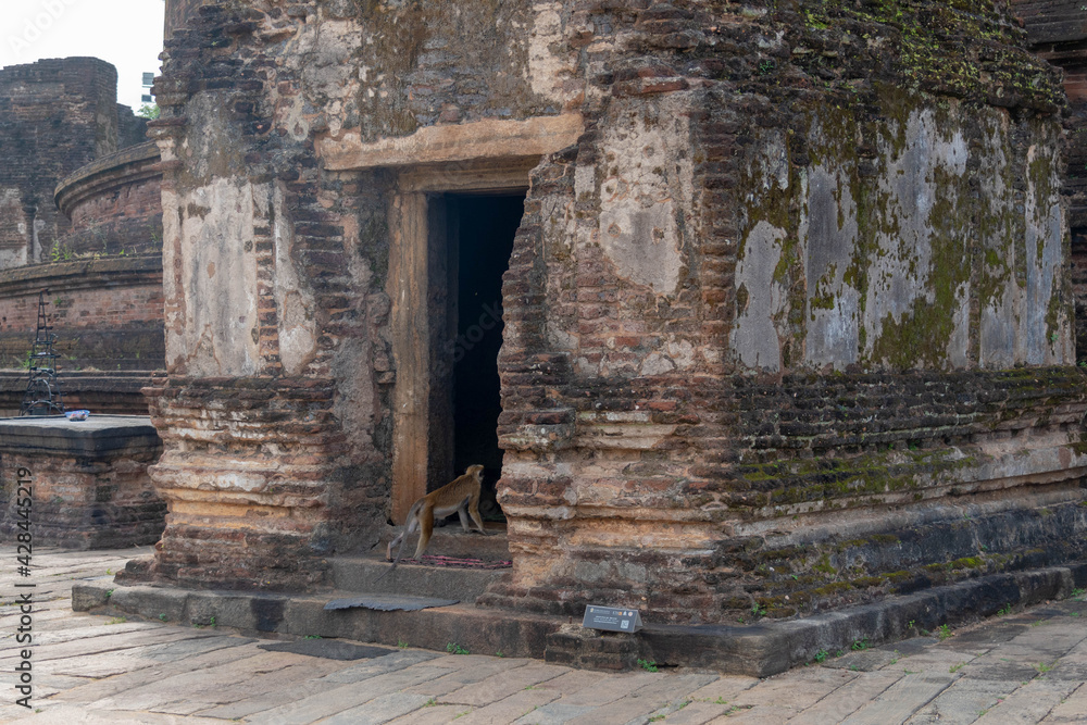 Naklejka premium Affe betet zu Buddha auf Sri Lanka Dambulla