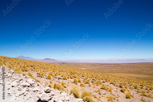 The blue sky and yellow low vegetation of Atacama desert