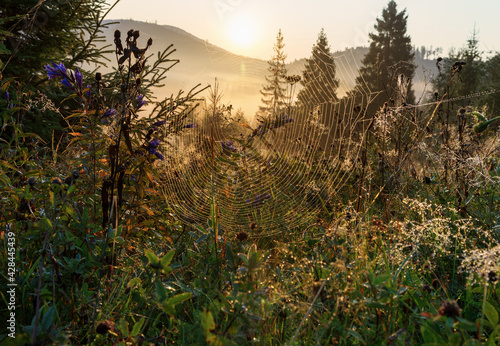 Early summer morning in the meadow. Cobweb at sunrise. Bright natural background. Rural scenery. The sun shines to the forest.