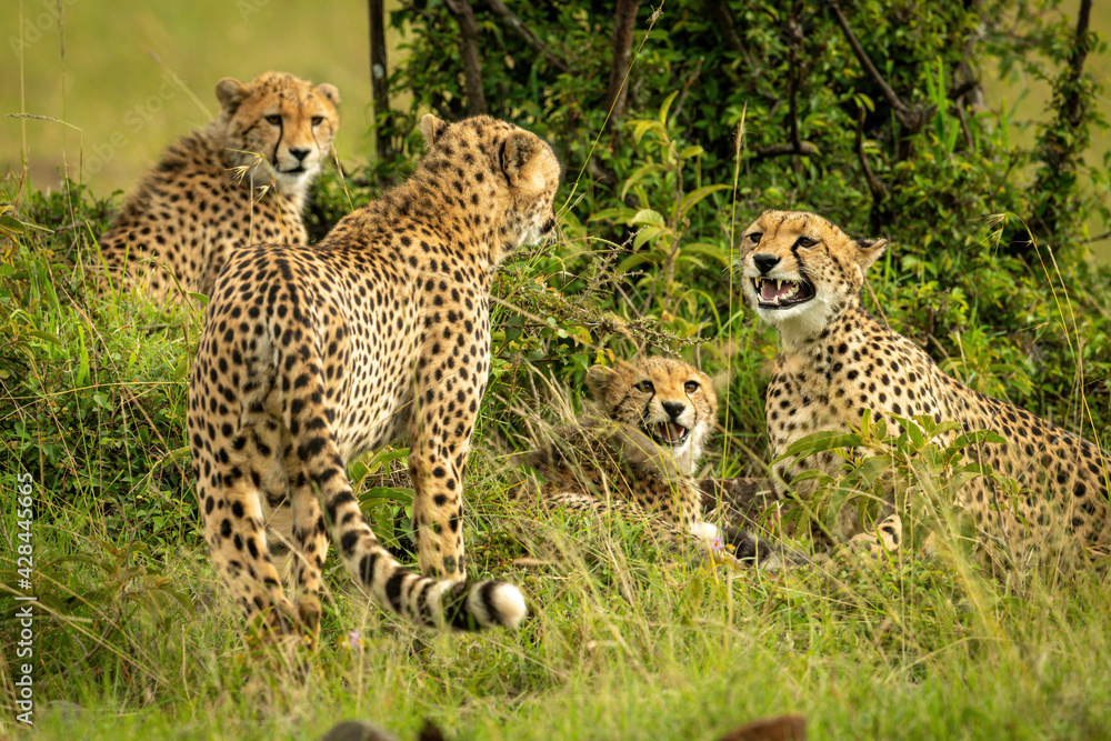Cheetah coalition sits and stands beside bush Cheetah coalition sits and stands beside bush