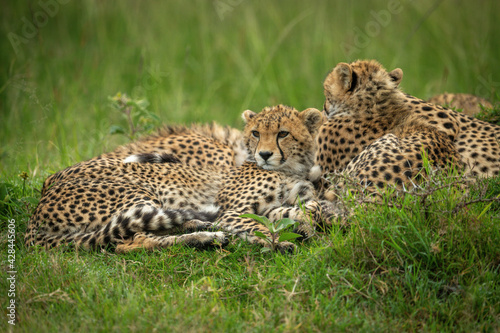 Cheetah cub lies beside mother on grass