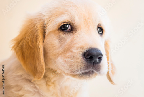 a golden terrier puppy staring. A small, light-colored dog. Labrador