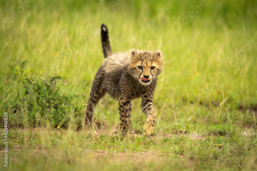 Photography Cheetah cub crosses short grass raising paw