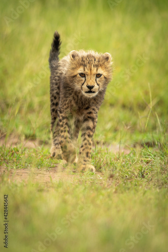Cheetah cub crosses short grass lifting paw
