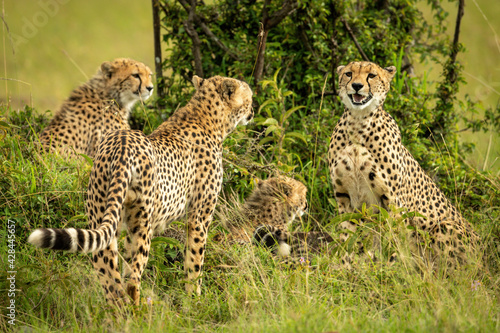 Cheetah coalition sits and stands by bush