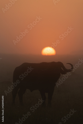 Cape buffalo stands silhouetted before rising sun