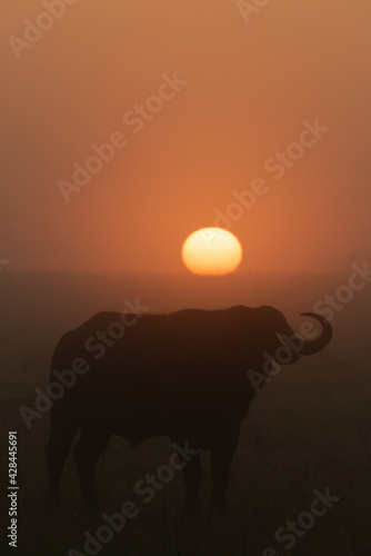 Cape buffalo stands in silhouette at sunrise