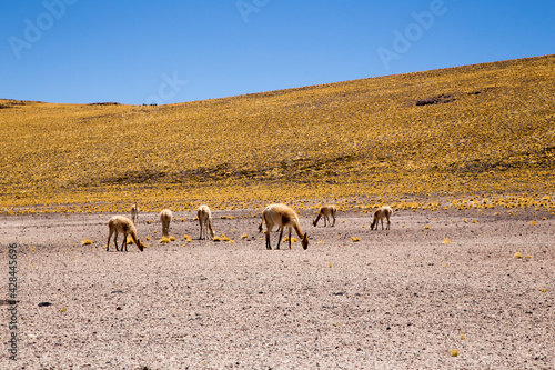 Group of guanacos feeding in a flat land at Atacama desert