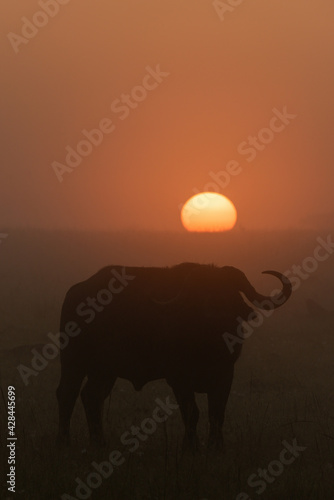 Cape buffalo stands in silhouette at dawn