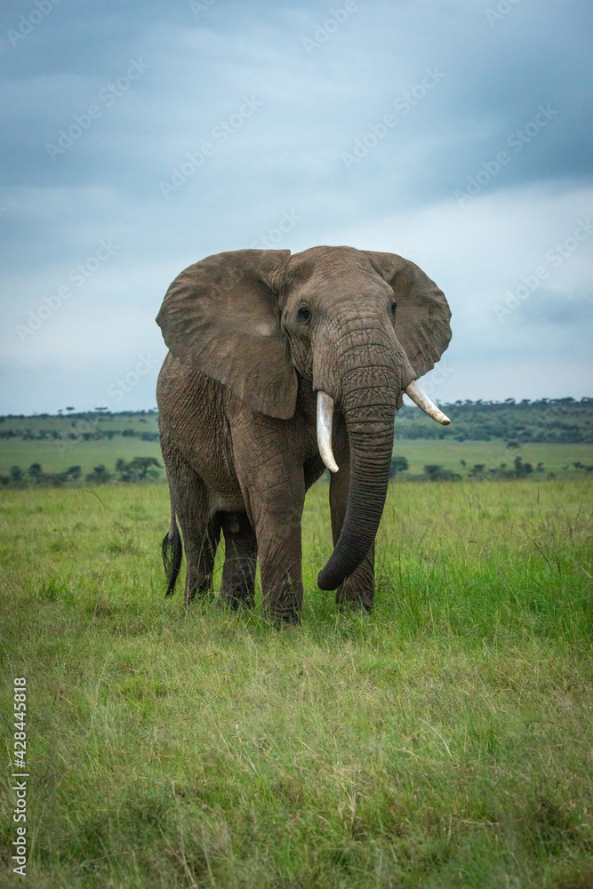 African bush elephant stands in short grass
