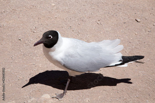 Single black and white desert bird.