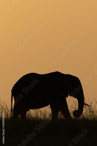 African bush elephant in grass at sunset