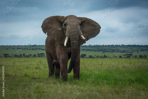 African bush elephant stands in grassy plain
