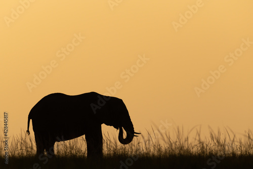 African bush elephant at sunset on skyline