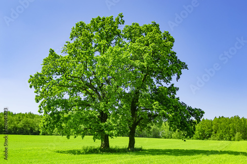 Large trees growing on a meadow. Field on which grows beautiful tall oak tree, a summer landscape in sunny warm weather. Tree, field, meadow and forest - blue sky