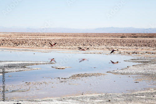 Three flamingos flying over Salar of Atacama.