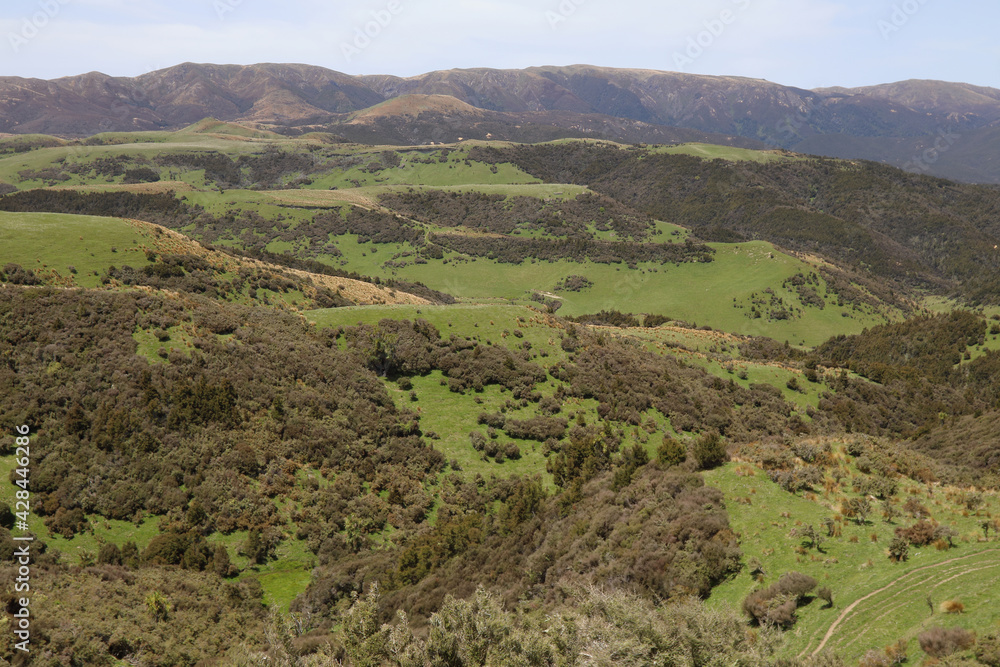 Neuseeland - Landschaft Mangaohane Gegend / New Zealand - Landscape Mangaohane Area /