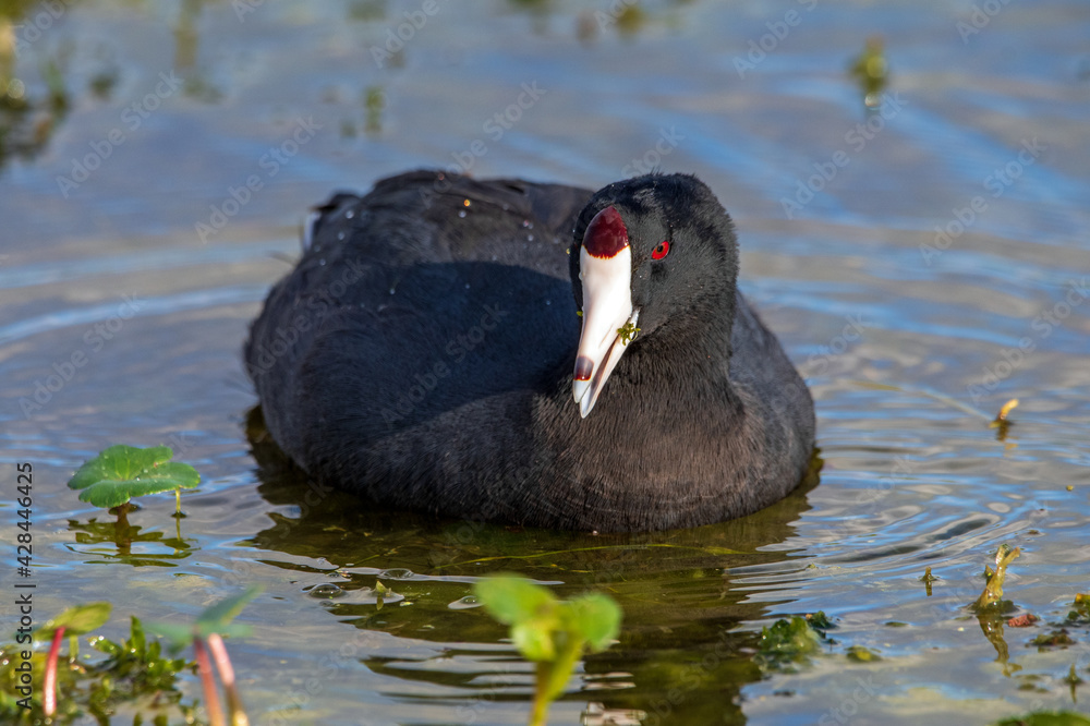 American coot, aka mud duck, swimming and feeding