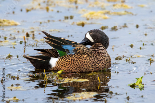 Fotografie Blue winged teal in Florida