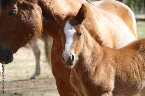 portrait of a brown foal beside its mother