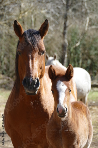portrait of a brown mare and her foal side by side © Tanja