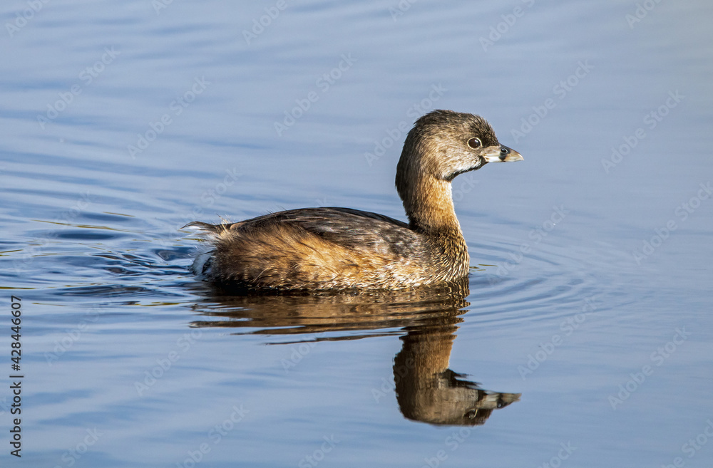 pie-billed grebe sleeping pie-billed grebe sleeping
